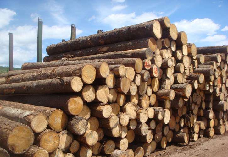 在世界十大出口国中,俄罗斯,白俄罗斯,德国和芬兰今年木材销售增长最